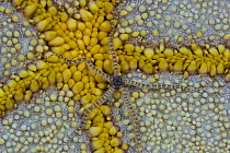 Reticulated brittle star (Ophiocoma brevipes) on cushion starfish (Culcita novaeguineae), Hawaii.