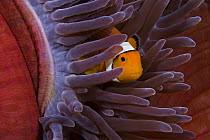 Clown anemonefish (Amphiprion percula), in anemone (Heteractis magnifica) Indonesia.