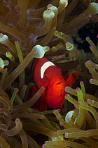 Female spine-cheek anemonefish (Premnas biaculeatus) and sea anemone (Entacmaea quadricolor), Indonesia.