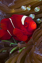 Female spine-cheek anemonefish (Premnas biaculeatus) and sea anemone (Entacmaea quadricolor), Indonesia.