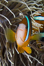 Clark's anemonefish (Amphiprion clarkii) in anemone, Indonesia.