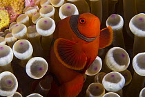 Male spine-cheek anemonefish (Premnas biaculeatus) and sea anemone (Entacmaea quadricolor) Indonesia.