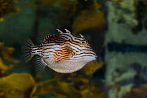 Shaw's / striped cowfish (Aracana aurita), Australia.