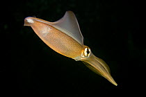 Southern calamary / reef squid (Sepioteuthis australis), Australia.