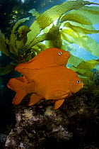 Garibaldi fish (Hypsypops rubicundus) pair amongst giant kelp (Macrocystis pyrifera) off Catalina Island, California, USA.