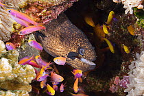 Moray eel (Gymnothorax breedeni) and anthias (Luzonichthys waitei), Yap, Micronesia.