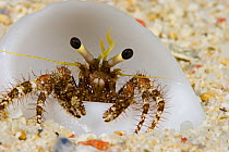 Hermit crab (Dardanus lagopodes) in a white shell on the seafloor. Yap, Micronesia.