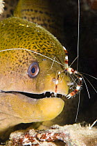 Banded boxer / coral shrimp (Stenopus hispidus) on the nose of a giant moray eel (Gymnothorax javanicus), checking for parasites. Yap, Micronesia.