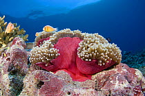 Pink anemonefish (Amphiprion perideraion) with magnificent sea anemone (Heteractis magnifica), Yap, Micronesia.