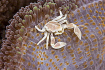 Porcelain crab (Neopetrolisthes maculatus), on anemone. The Island of Yap, Caroline Islands, Micronesia.