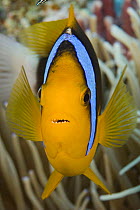 Clark's anemonefish (Amphiprion clarkii), in anemone. Yap, Micronesia.