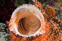 Mouth of a tassled scorpionfish (Scorpaenopsis oxycephala), Yap, Caroline Islands, Micronesia.