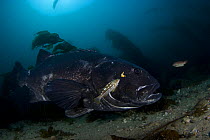 Giant / black sea bass (Stereolepis gigas) off Catalina Island, California, East Pacific Ocean.