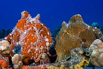 Giant / Commerson's Frogfish (Antennarius commerson) pair on coral reef, Hawaii.