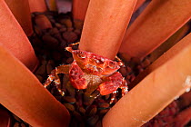 Red liomera crab (Liomera rubra) female holding a tail full of eggs in a slate pencil sea urchin (Heterocentrotus mammillatus) at night, Hawaii.