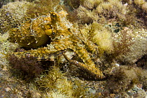 Two spot octopus (Octopus bimaculatus), camouflaged against reef, California, USA.