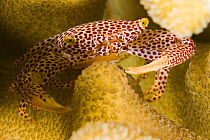 Red spotted guard crab (Trapezia tigrina), with eggs in antler coral (Pocillopora eydouxi), off the Island of Yap, Micronesia.