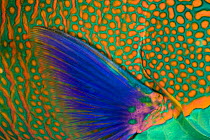 Bicolor parrotfish (Cetoscarus bicolor) close-up, Indonesia.