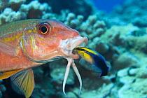 Yellowfin goatfish (Mulloidichthys vanicolensis) with an endemic Hawaiian cleaner wrasse (Labroides phthirophagus) cleaning its mouth, Hawaii.