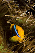 Clark's anemonefish (Amphiprion clarkii) in anemone. Yap, Caroline Islands, Micronesia.