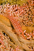 Longnose hawkfish, Oxycirrhites typus, on gorgonian coral. Indonesia.