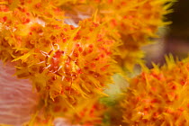 Allied cowrie (Primovula roseomaculata) on alcyonarian soft coral, Mabul Island, Malaysia.