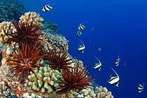 Slate pencil sea urchins (Heterocentrotus mammillatus), pennantfish / bannerfish (Heniochus diphreutes) and moorish idols (Zanclus cornutus) on reef, Hawaii.