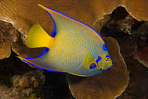 Queen angelfish (Holacanthus ciliaris) on coral reef, Bonaire, Caribbean.