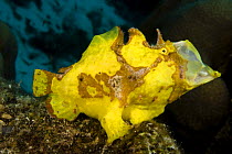 Longlure frogfish (Antennarius multiocellatus) opens it's mouth to yawn / stretch. Bonaire, Caribbean.