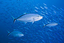 Bar jack (Caranx ruber) three hunting schooling baitfish off the island of Bonaire, Caribbean.