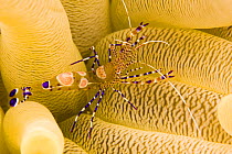 Spotted cleaner shrimp (Periclimenes yucatanicus) on its host anemone, Bonaire, Caribbean.