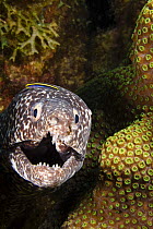 Sharknose cleaner goby (Gobiosoma evelynae) sitting on the head of a spotted moray eel, (Gymnothorax moringua), Caribbean.