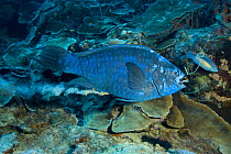 Blue parrotfish (Scarus coeruleus), expelling a cloud of sand in excreta. Bonaire, Caribbean.