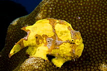 Longlure frogfish (Antennarius multiocellatus) using it's "lure" to attract prey. Bonaire, Caribbean.