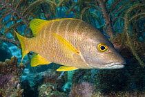 Schoolmaster snapper (Lutjanus apodus) on coral reef. Bonaire, Netherlands Antilles, Caribbean.