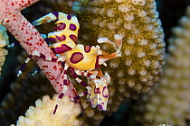 Harlequin shrimp (Hymenocera picta) feeding on a seastar, Hawaii.