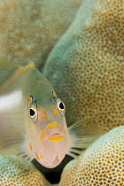 Arc-eye hawkfish (Paracirrhites arcatus) amongst coral, Hawaii.