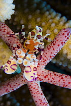 Harlequin shrimp (Hymenocera picta) feeding on a seastar, Hawaii.