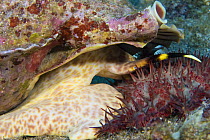 Triton trumpet shell (Charonia tritonis) attacking a crown-of-thorns starfish (Acanthaster planci), Hawaii.