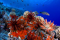 Slate pencil sea urchins (Heterocentrotus mammillatus) in reef scene, Hawaii.