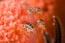 Gammaridean amphipods (Cyproidea sp), Komodo, Indonesia.