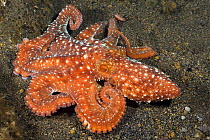 Starry night octopus (Octopus luteus) on seafloor, Komodo, Indonesia.