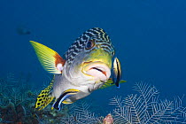 Lined sweetlips (Plectorhinchus lineatus) with two cleaner wrasse (Labroides dimidiatus), Indonesia.