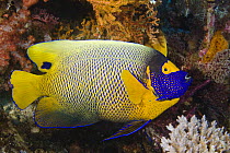 Blue-face angelfish (Pomacanthus xanthometopon) on coral reef. Komodo, Indonesia.
