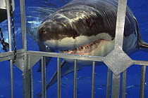 Great White Shark (Carcharodon carcharias), investigating a cage off Guadalupe Island, Mexico. November 2003.