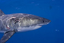 Wounded great White Shark (Carcharodon carcharias) off Guadalupe Island, Mexico. The wound was inflicted by another shark and will heal surprisingly fast.