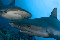 Grey reef sharks (Carcharhinus amblyrhynchos) pair on reef. Yap, Micronesia.