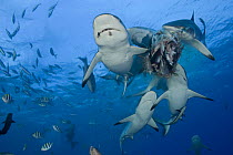 Group of grey reef sharks (Carcharhinus amblyrhynchos) feeding on bait off Yap, Micronesia.