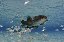 Nurse shark (Ginglymostoma cirratum) with a school of juvenile jacks and remora, Bahamas.