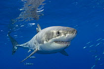 Great white shark (Carcharodon carcharias) off Guadalupe Island, Mexico.